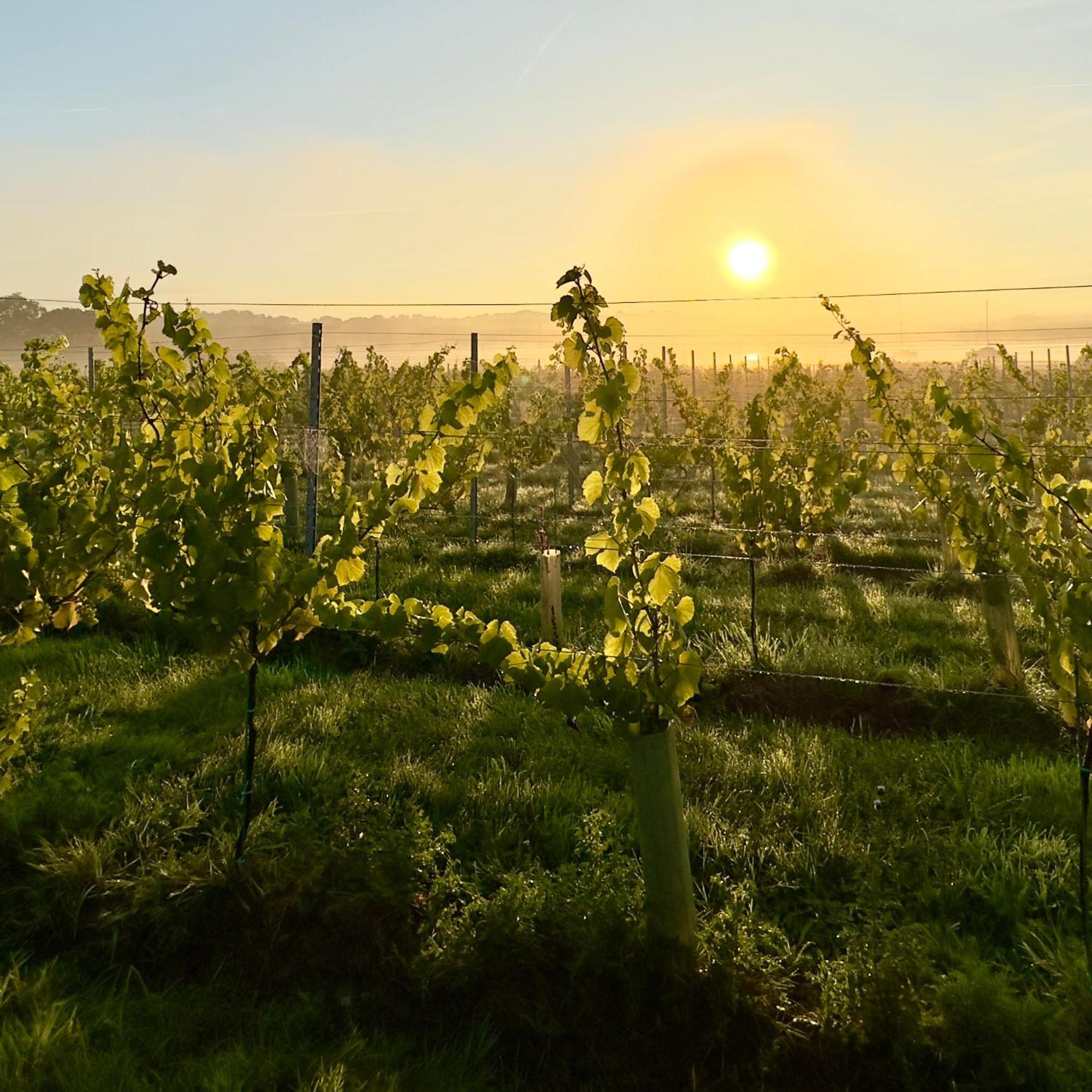 Pinkmead Estate And Vineyard Villa Osborne  ภายนอก รูปภาพ